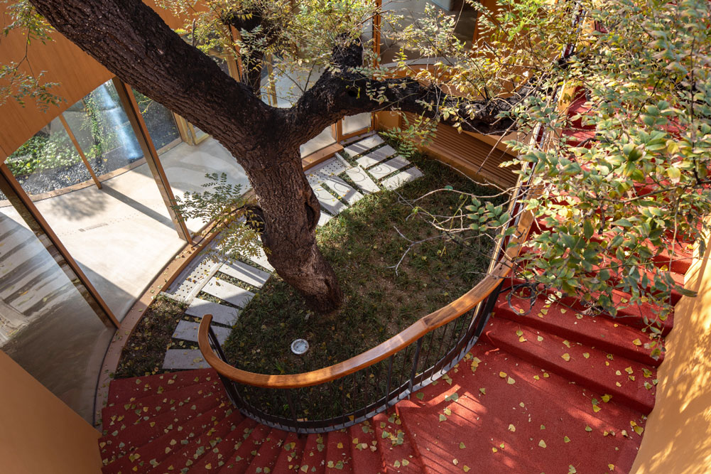 Dans la cour de l'école, un escalier s'enroule autour d'un arbre magestueux 